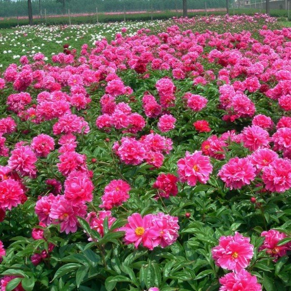'Ling Hua Chen Yu' Peony suppliers