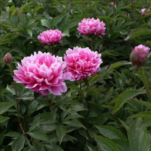 'Ling Hua Chen Yu' Peony high quality