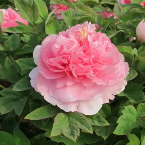 Guifei Chacui Peony factory