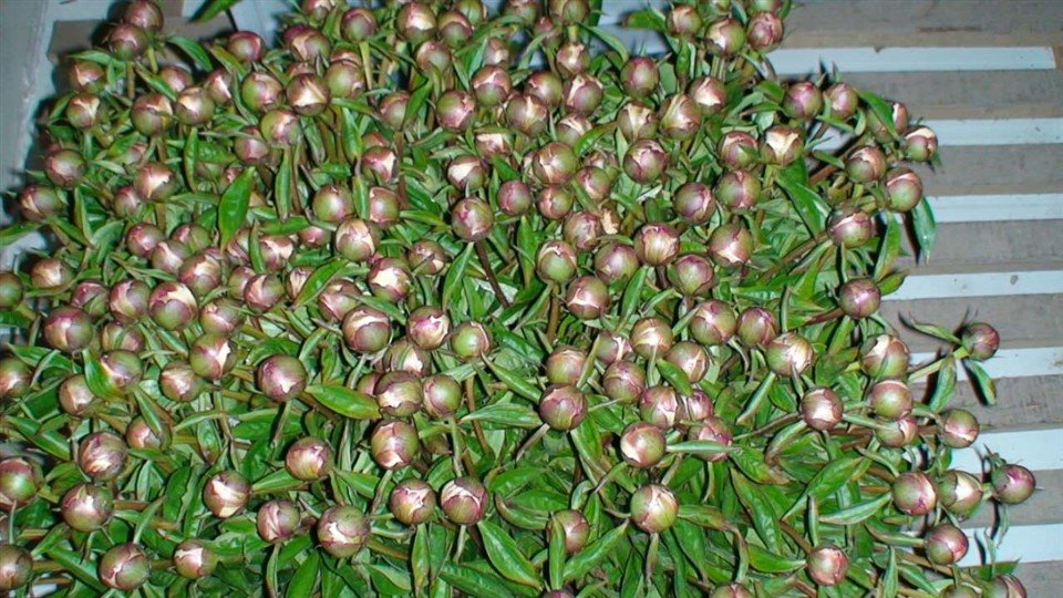 Flores cortadas peônia