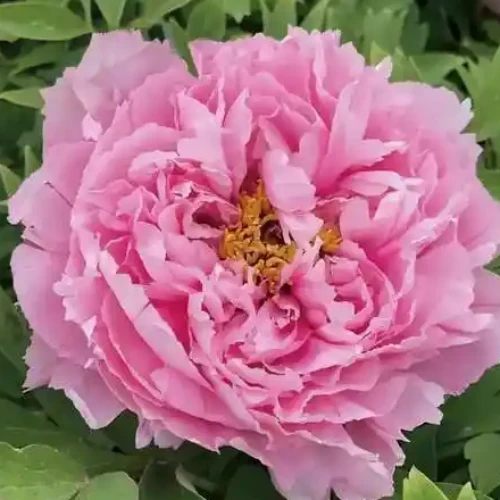 Rou Fu Rong Peony factory