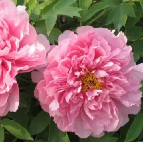 Rou Fu Rong Peony high quality