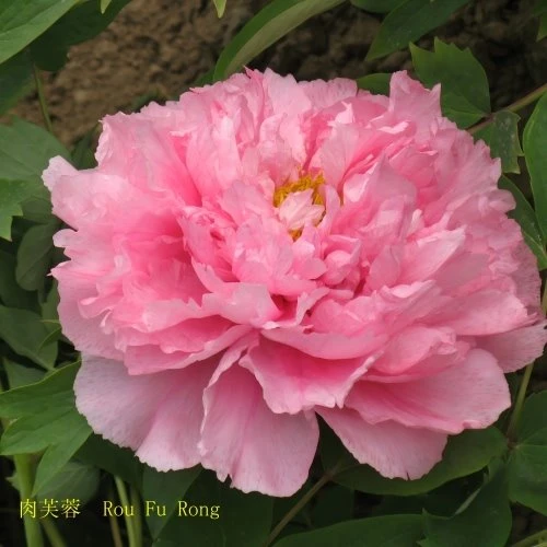 Rou Fu Rong Peony