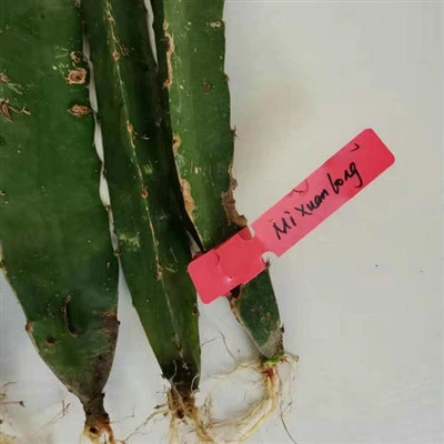 Mudas de fruta do dragão