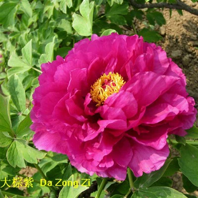 Mudas de peônia roxa