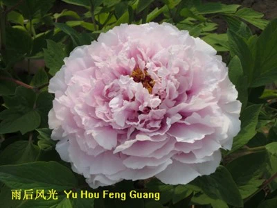 Árvore Peônia Yu Hou Feng Guang