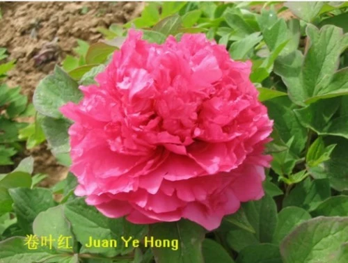 Tree Peony Juan Ye Hong high quality