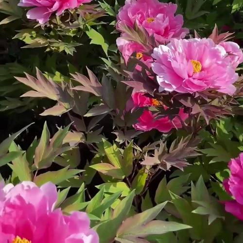 Yachiyo Tsubaki Peony suppliers